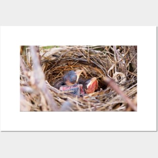 Two Baby Northern Cardinals In Their Nest. Posters and Art